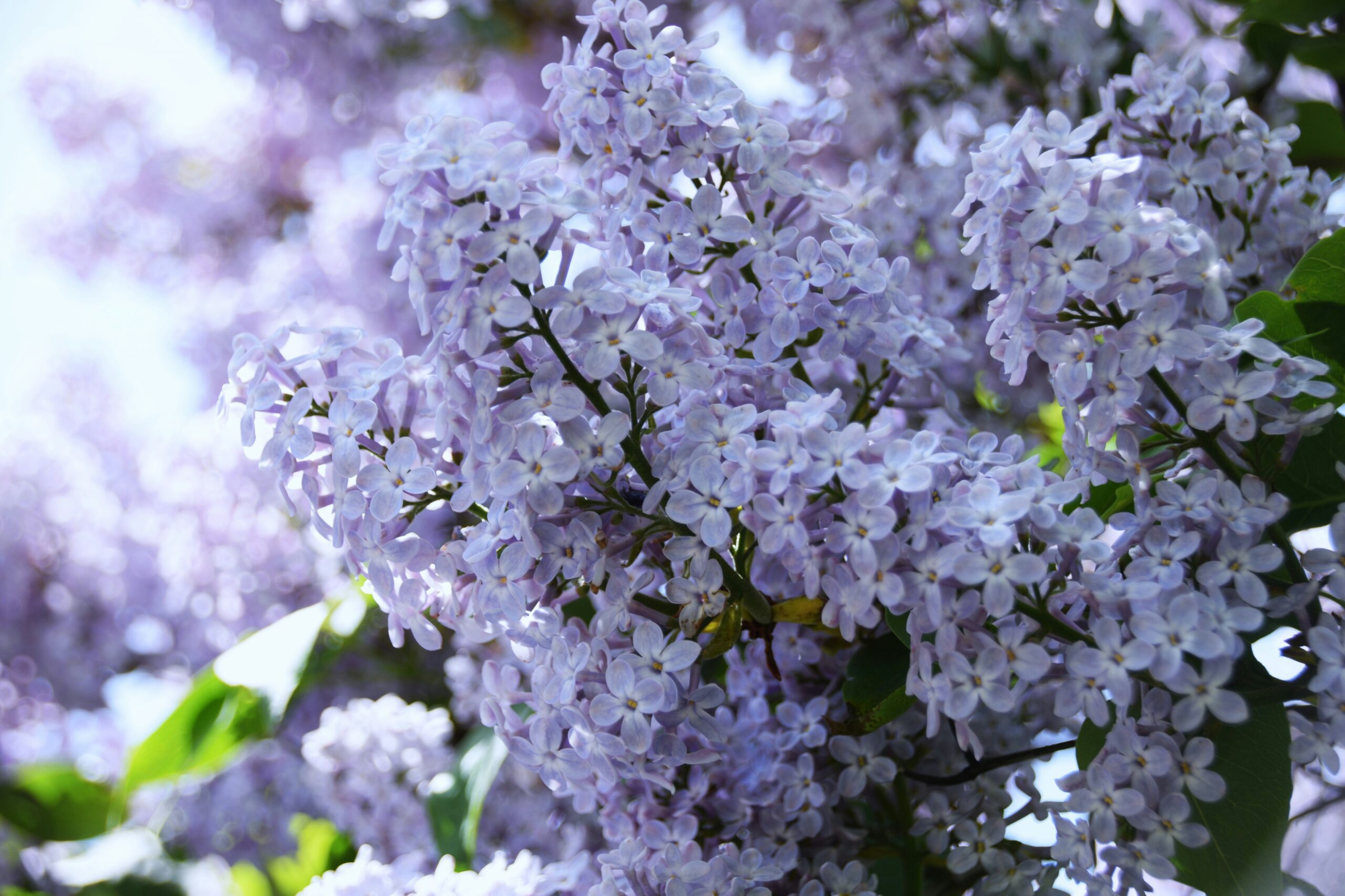 Hello World Featured Image